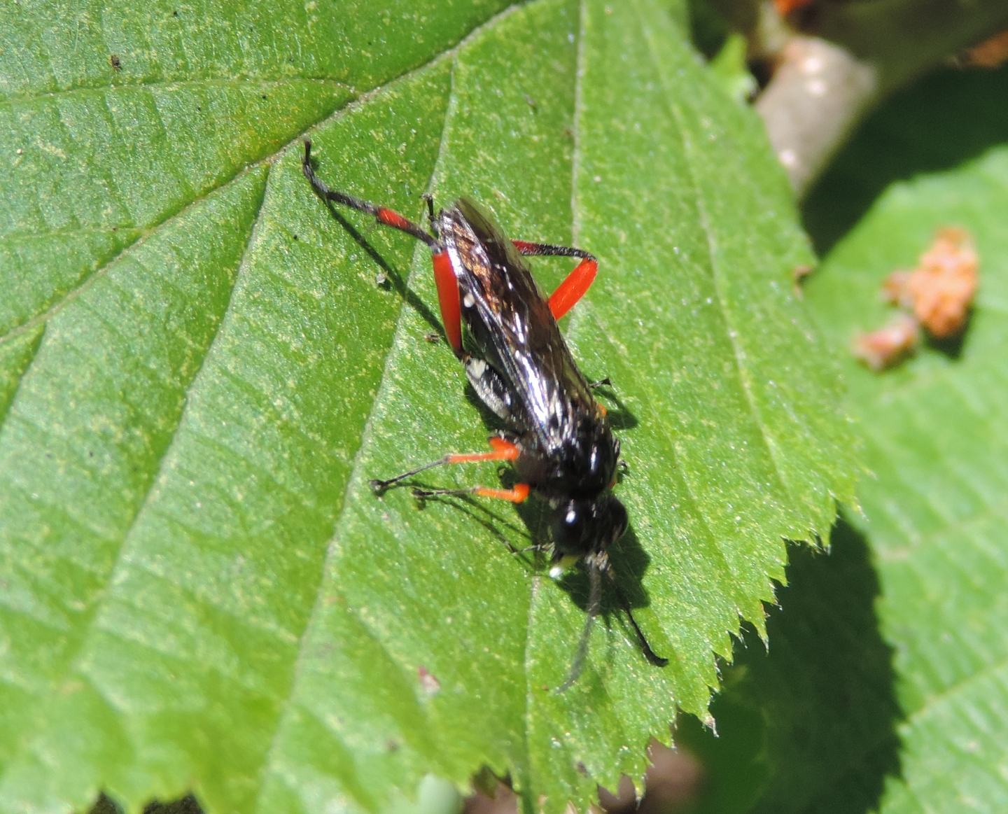 Macrophya diversipes?