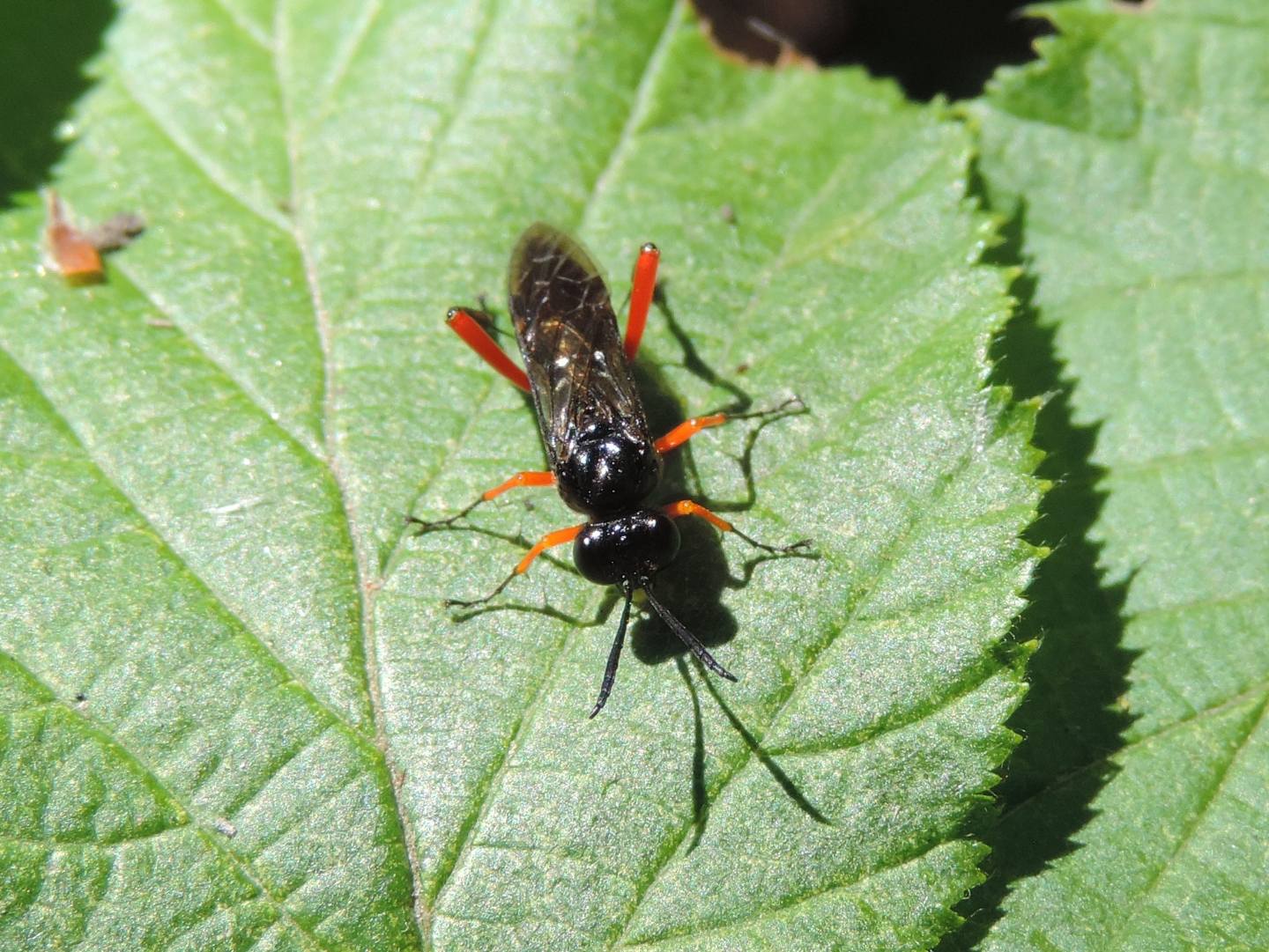 Macrophya diversipes?