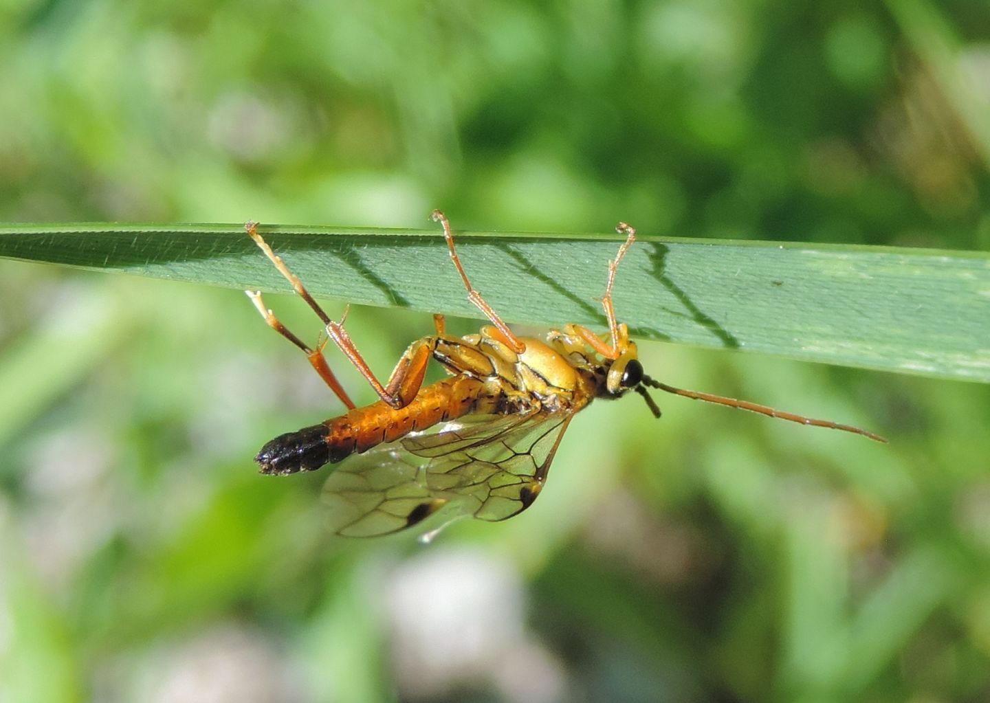 Tenthredopsis friesei?... Tenthredopsis sp.