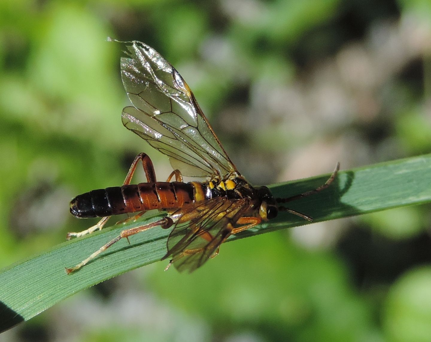 Tenthredopsis friesei?... Tenthredopsis sp.