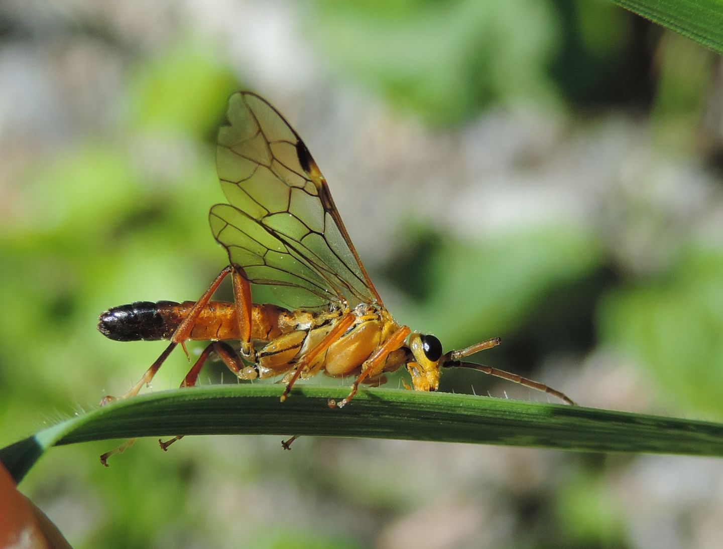 Tenthredopsis friesei?... Tenthredopsis sp.