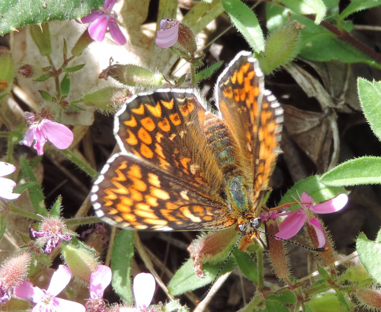 Melitaea phoebe?