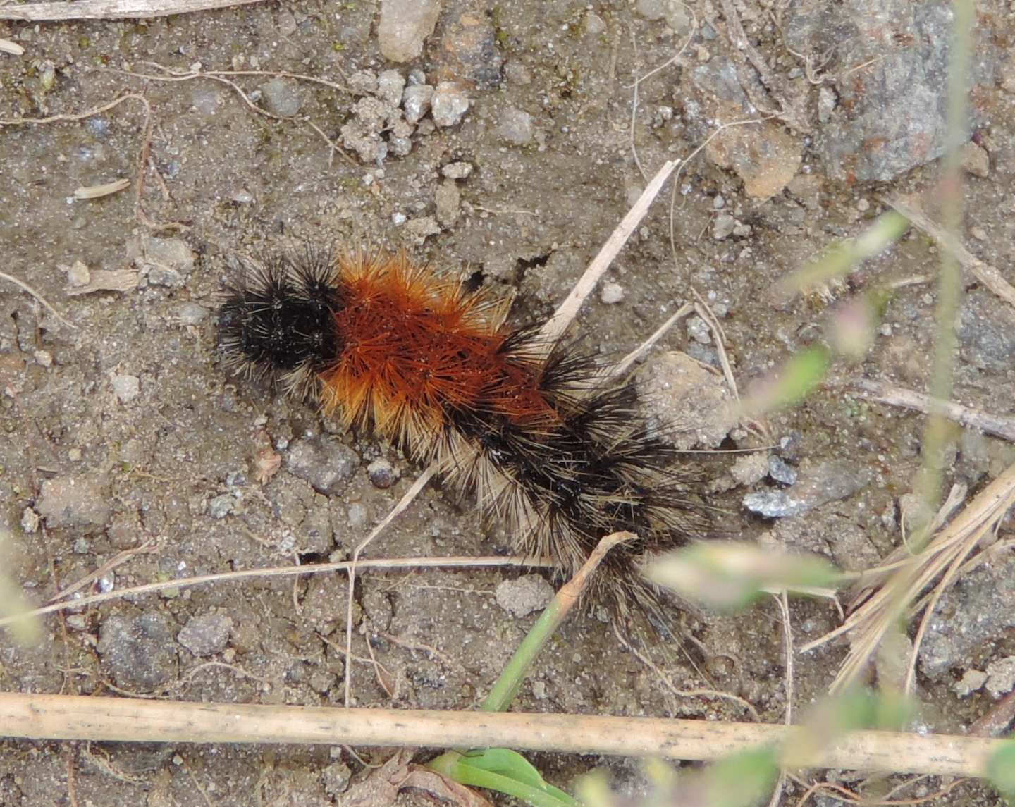 Bruco da identificare