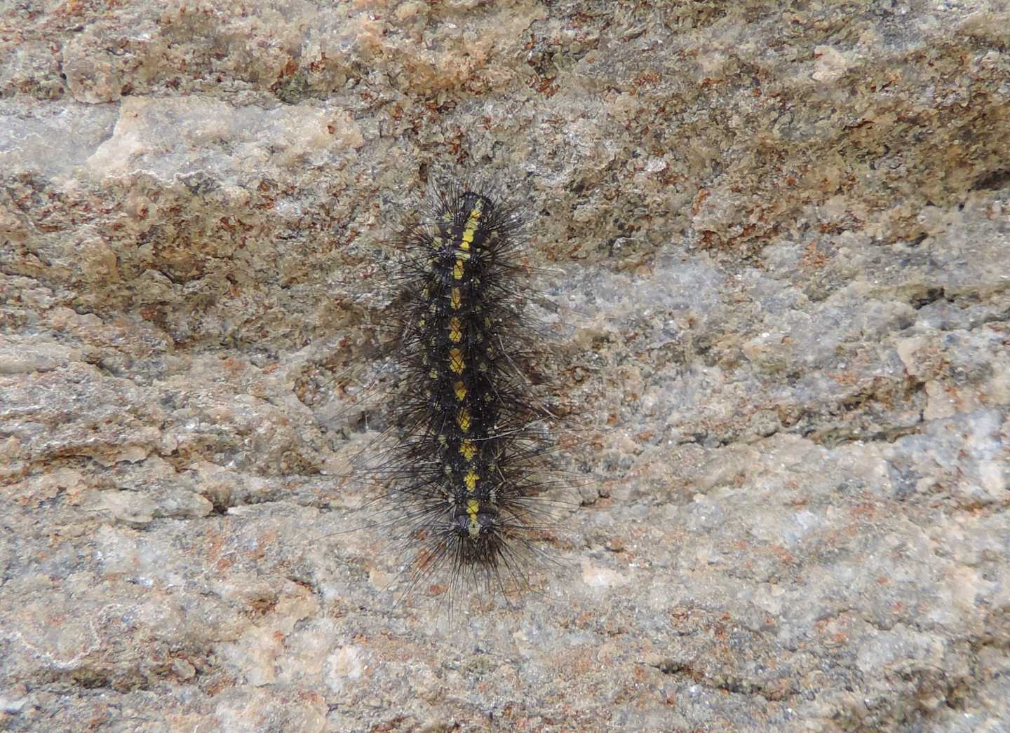 Setina sp. - Erebidae
