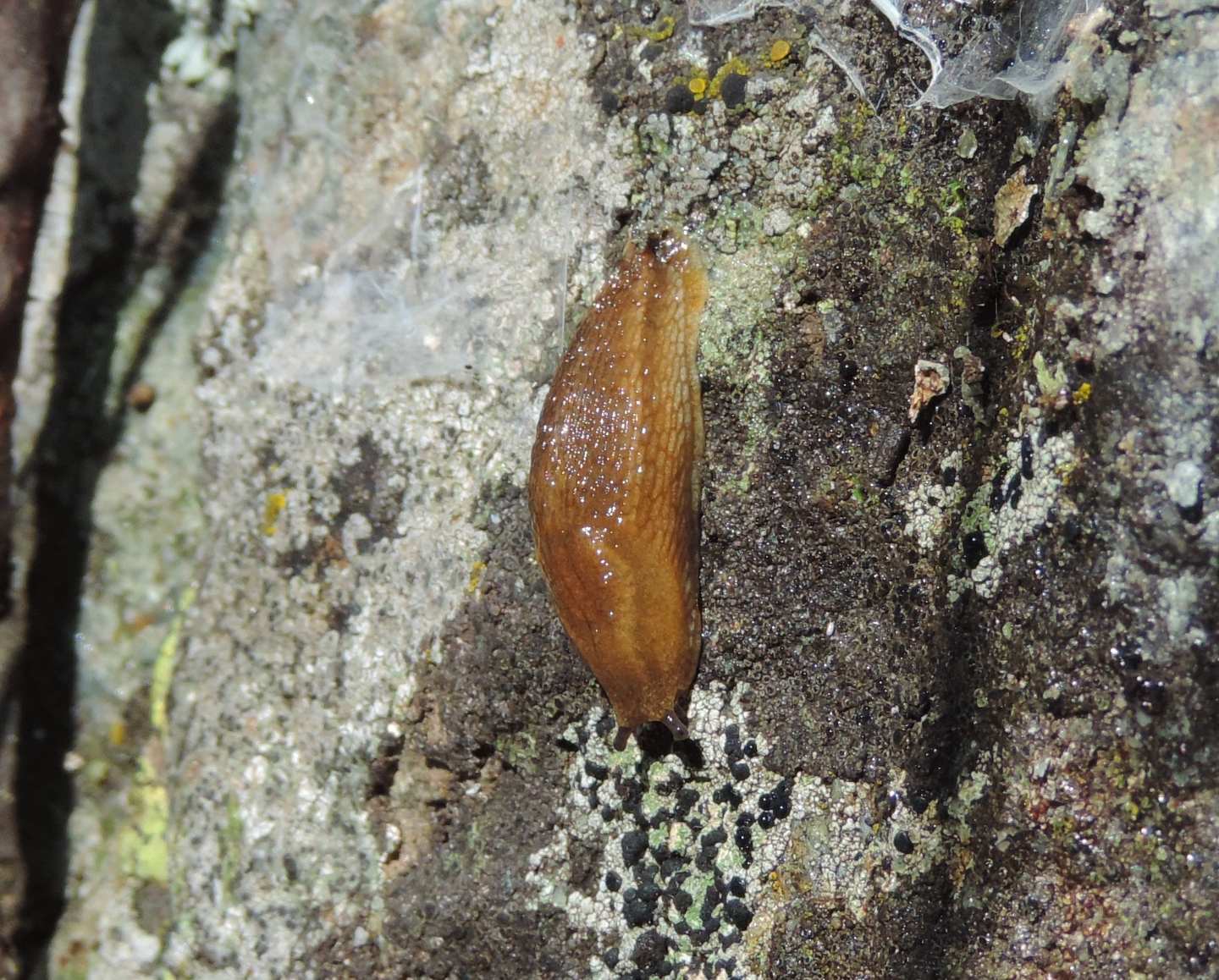 Limacidae d''alta quota da identificare