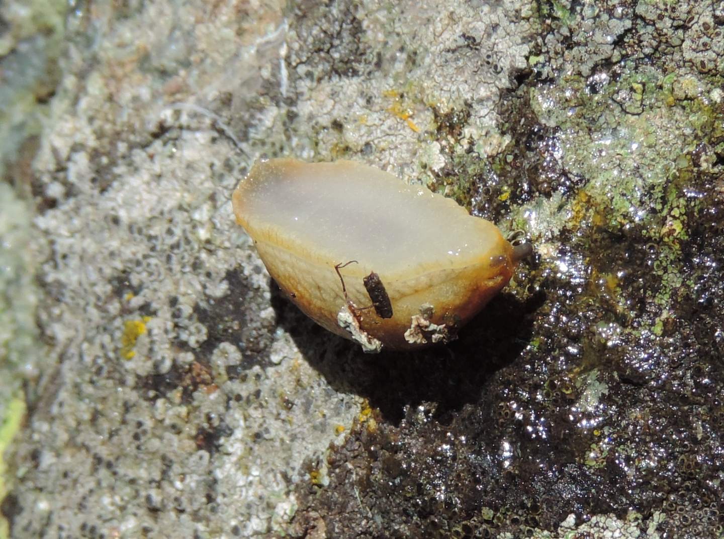 Limacidae d''alta quota da identificare