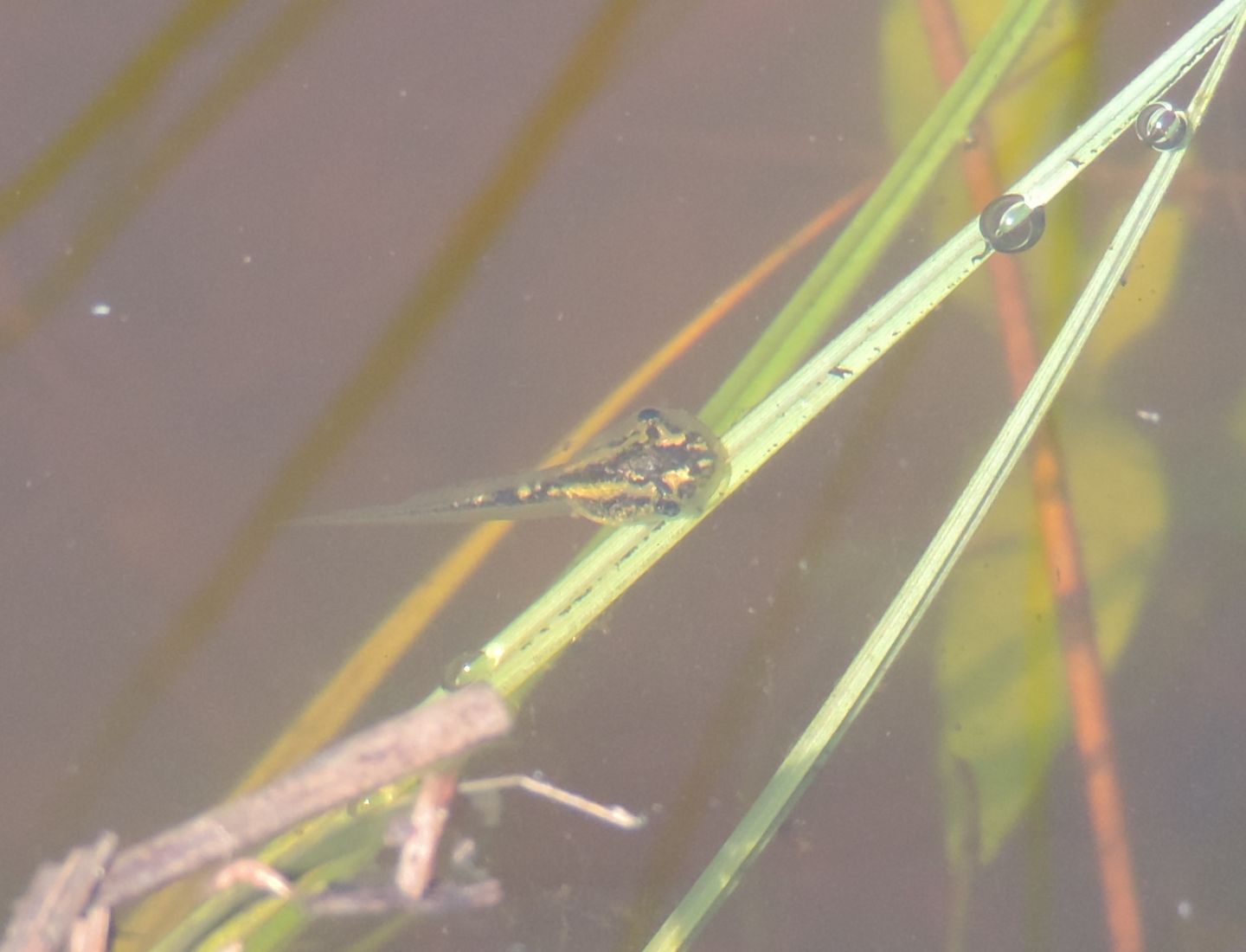 Girini di Pelophylax? Uno di Hyla e uno...