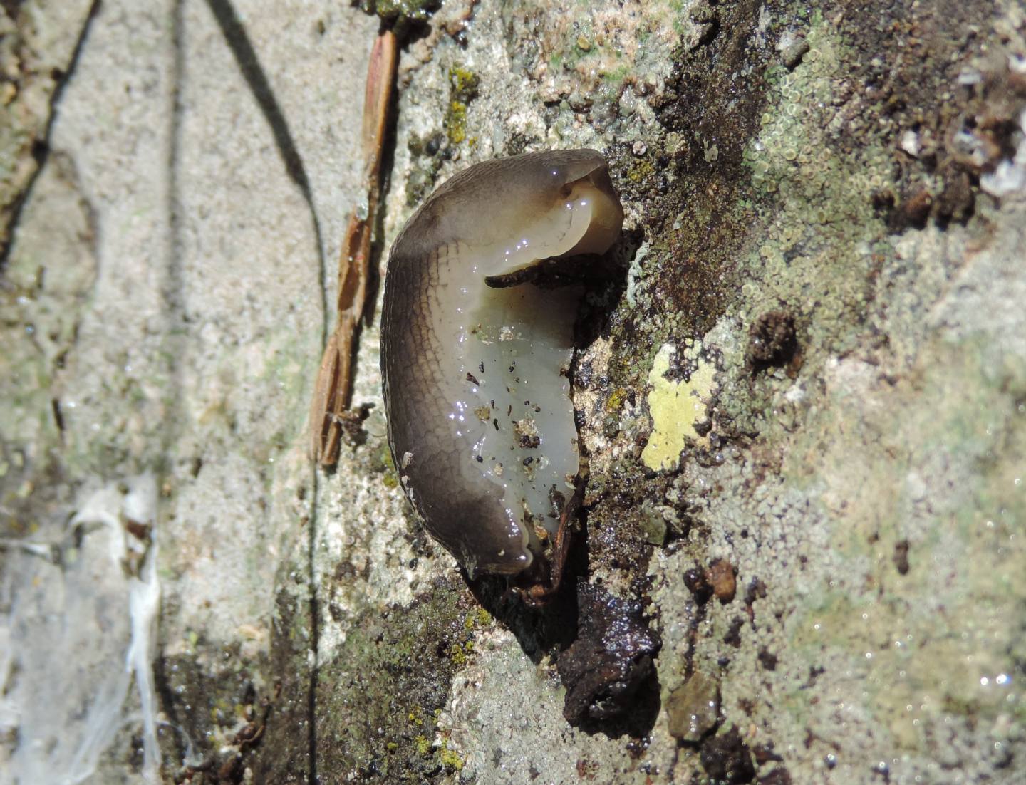 Limacidae da identificare