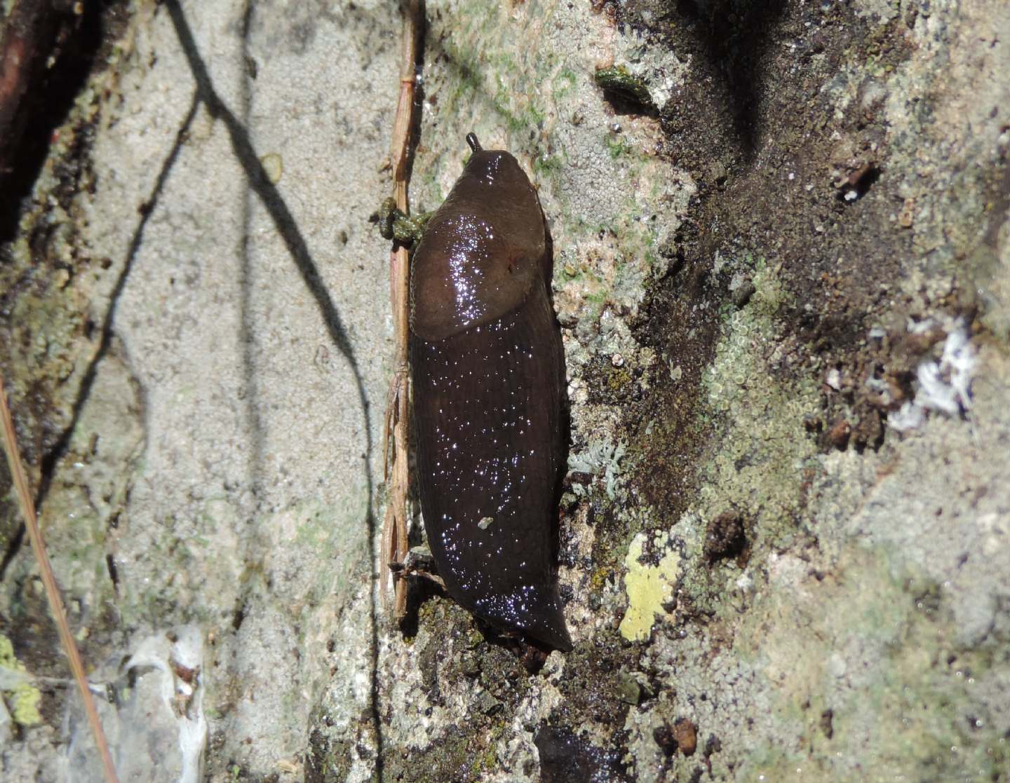 Limacidae da identificare