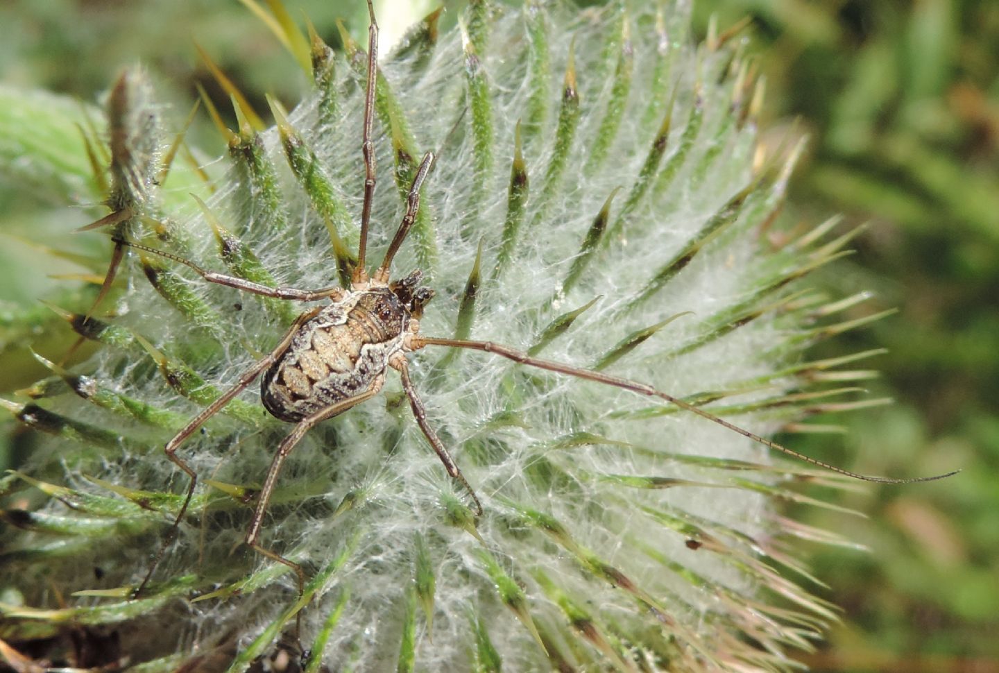 Mitopus morio - Phalangiidae