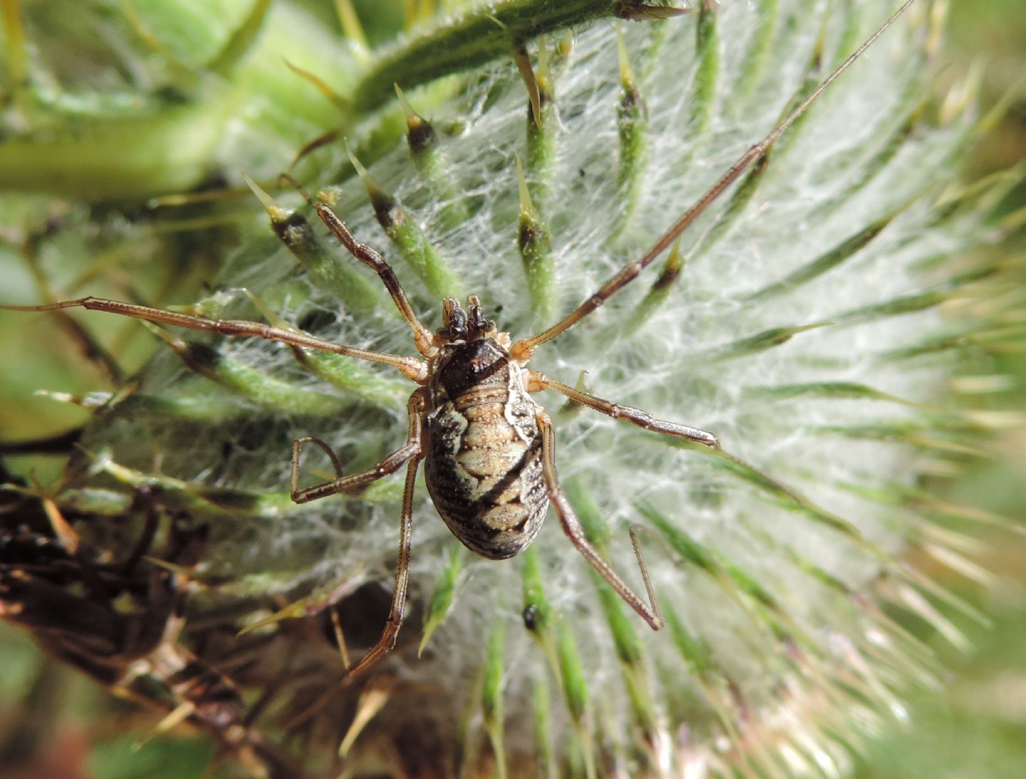 Mitopus morio - Phalangiidae