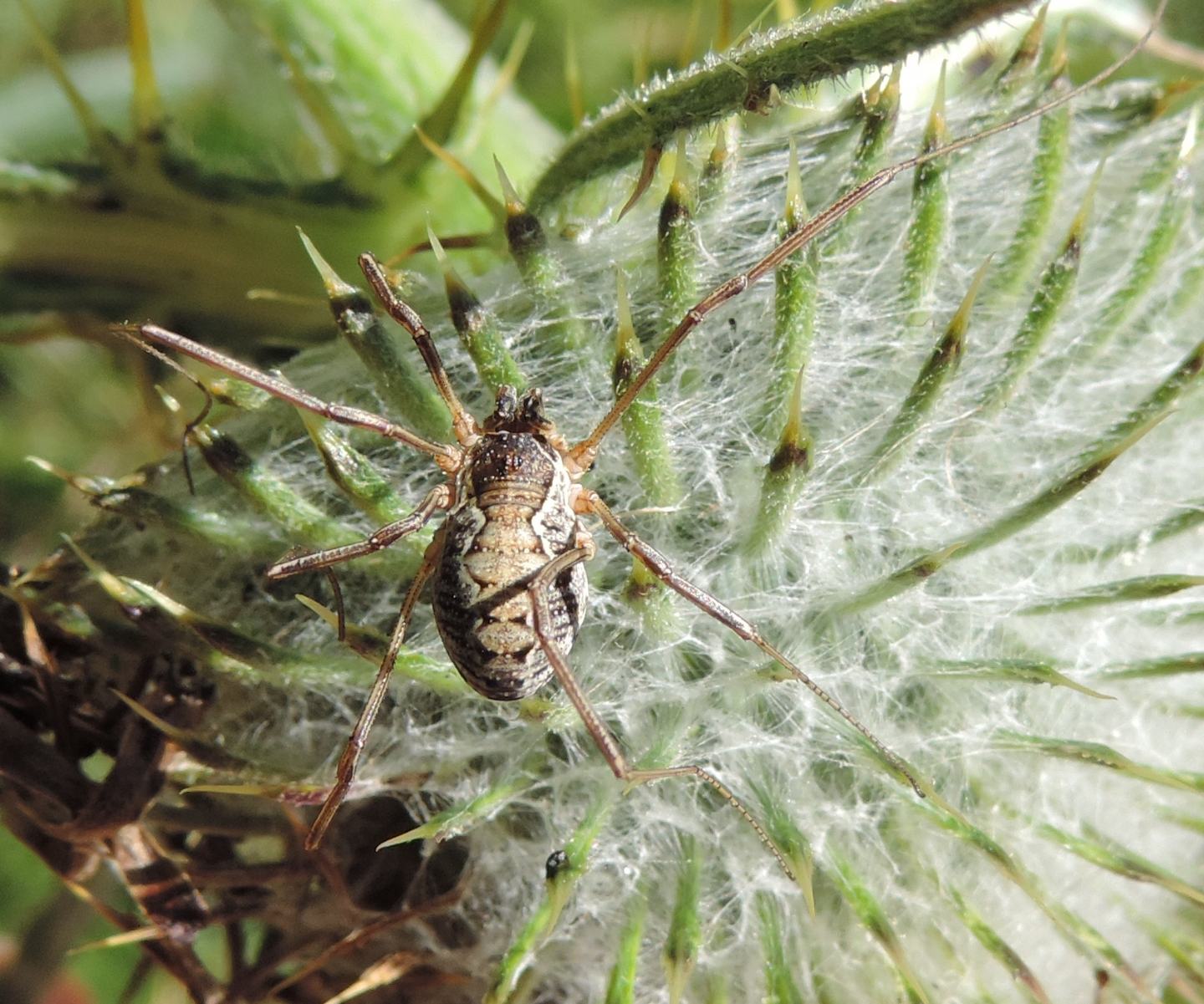 Mitopus morio - Phalangiidae