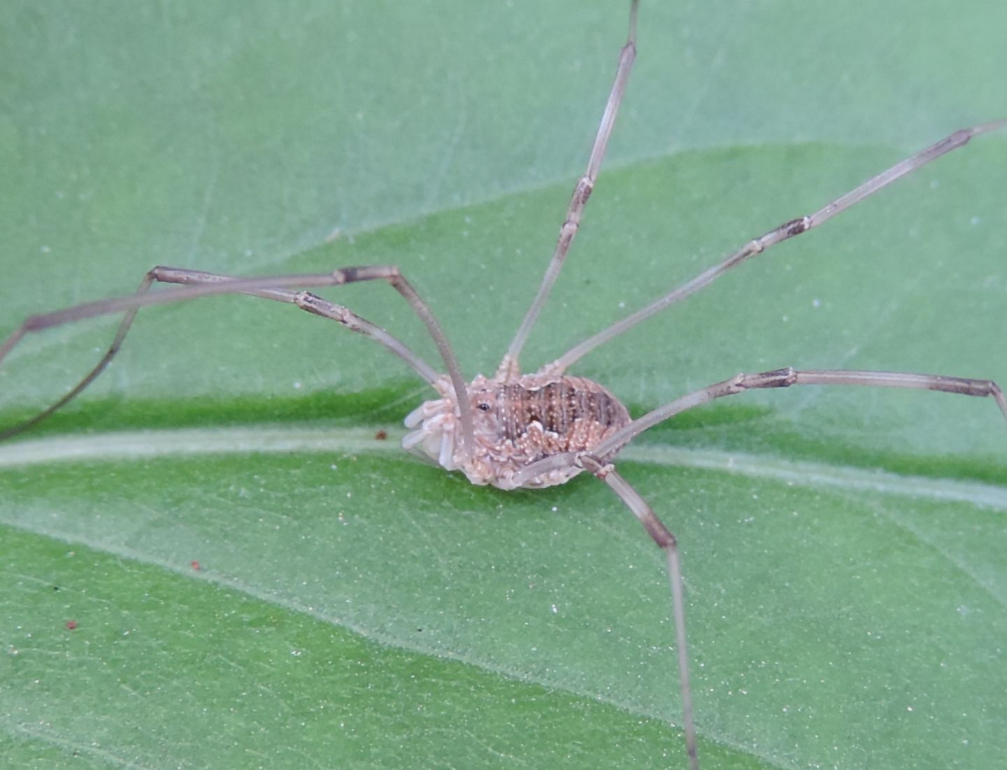 Rilaena triangularis - Phalangiidae