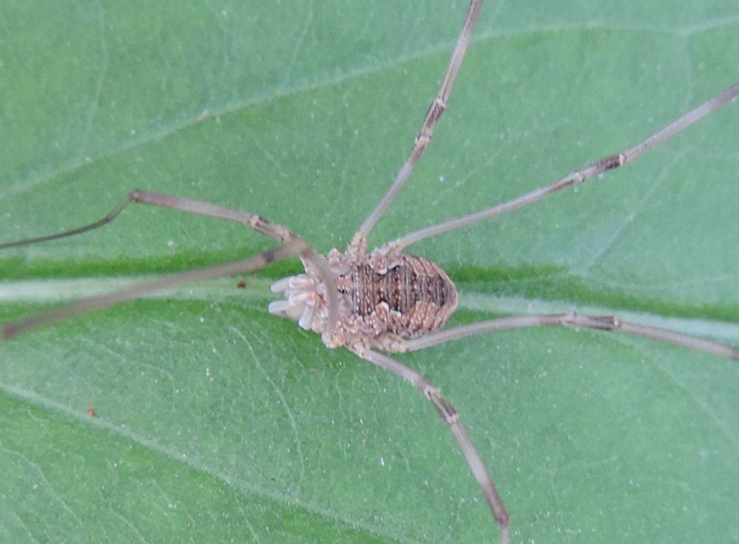 Rilaena triangularis - Phalangiidae