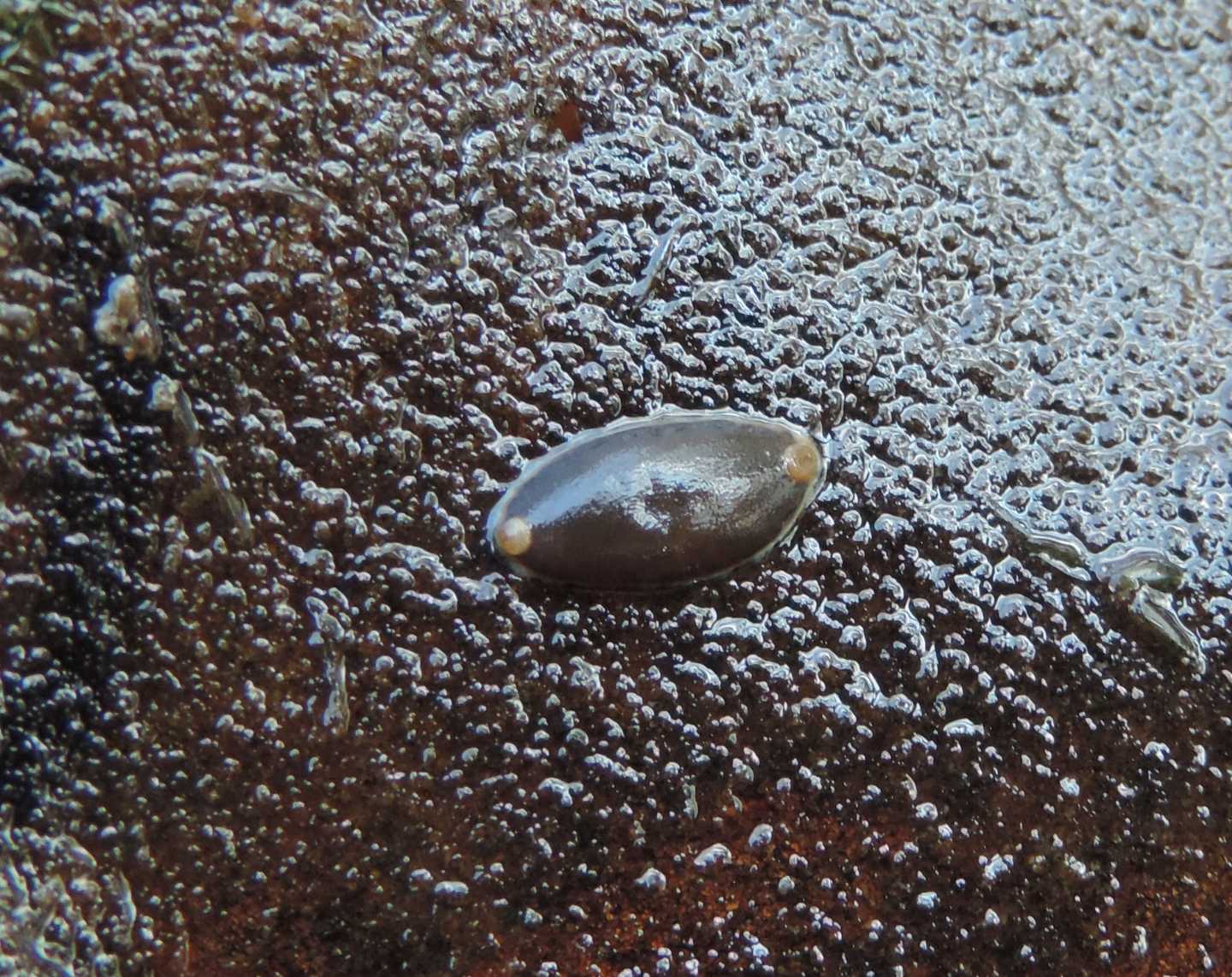 Acroloxidae? No, uova di Sanguisughe: cfr. Erpobdellidae