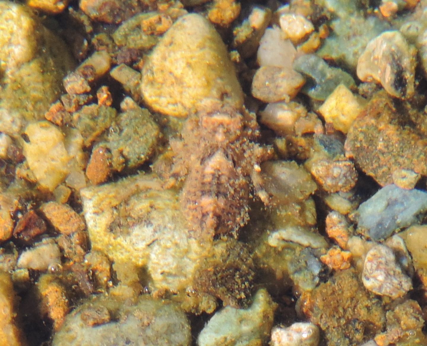 Larva in torrente: prob. Onychogomphus uncatus
