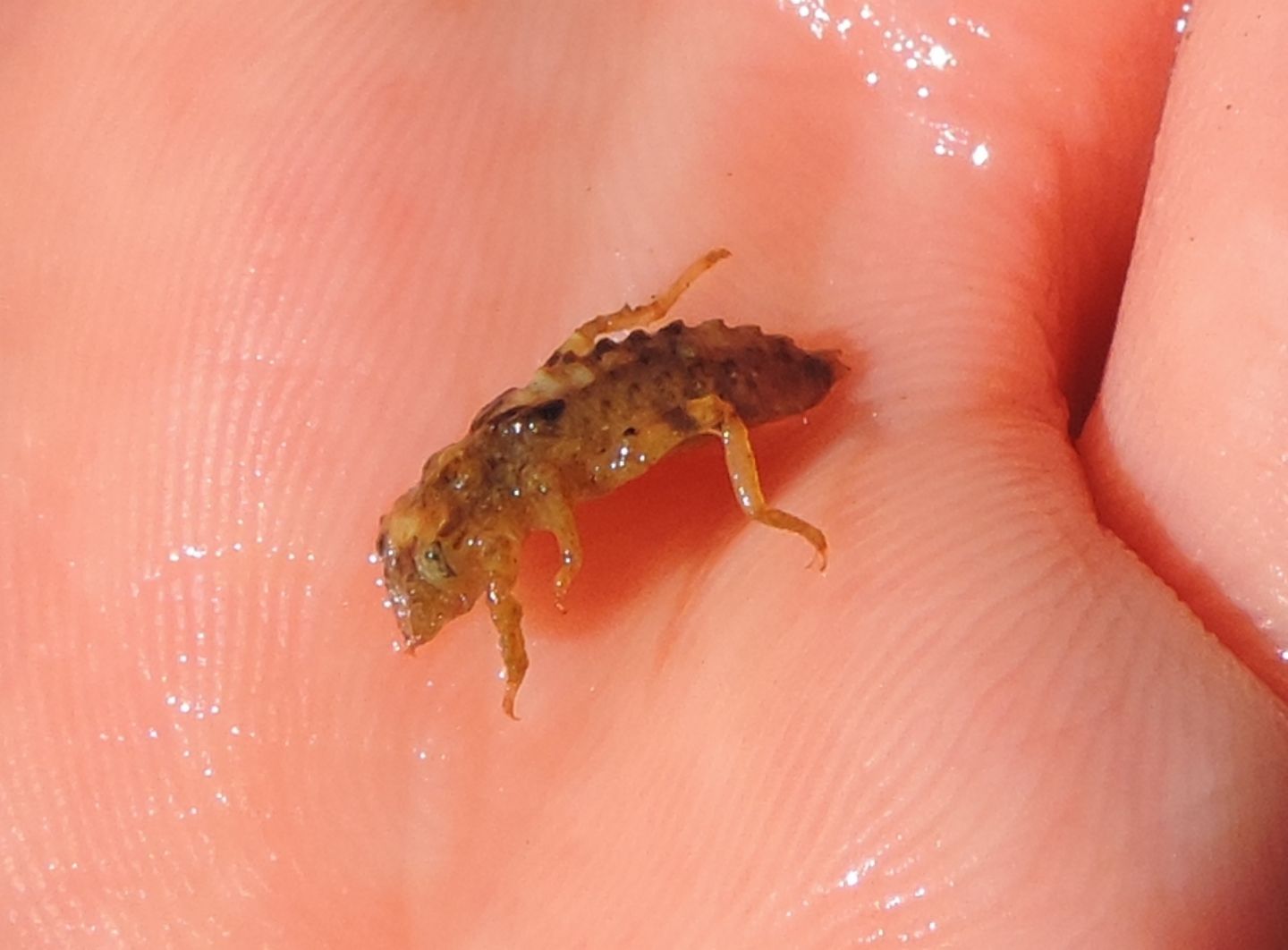 Larva in torrente: prob. Onychogomphus uncatus