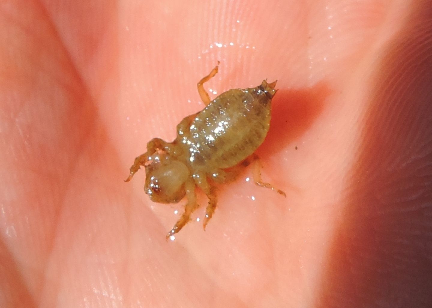 Larva in torrente: prob. Onychogomphus uncatus