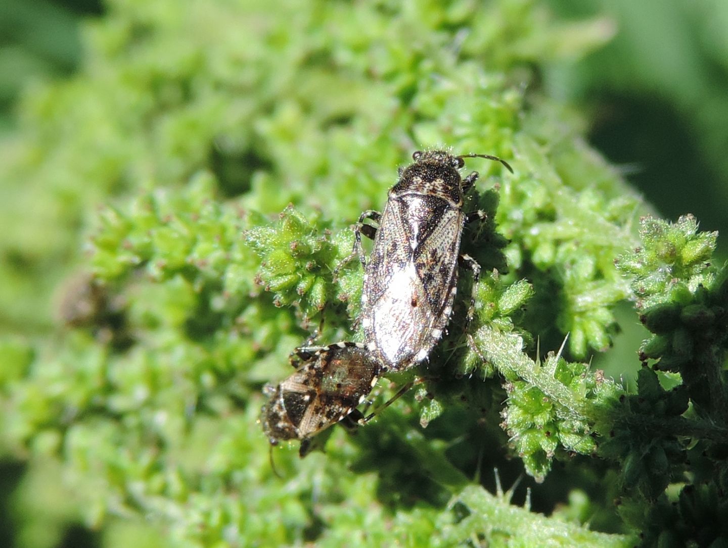 Lygaeidae?  S, Heterogaster urticae