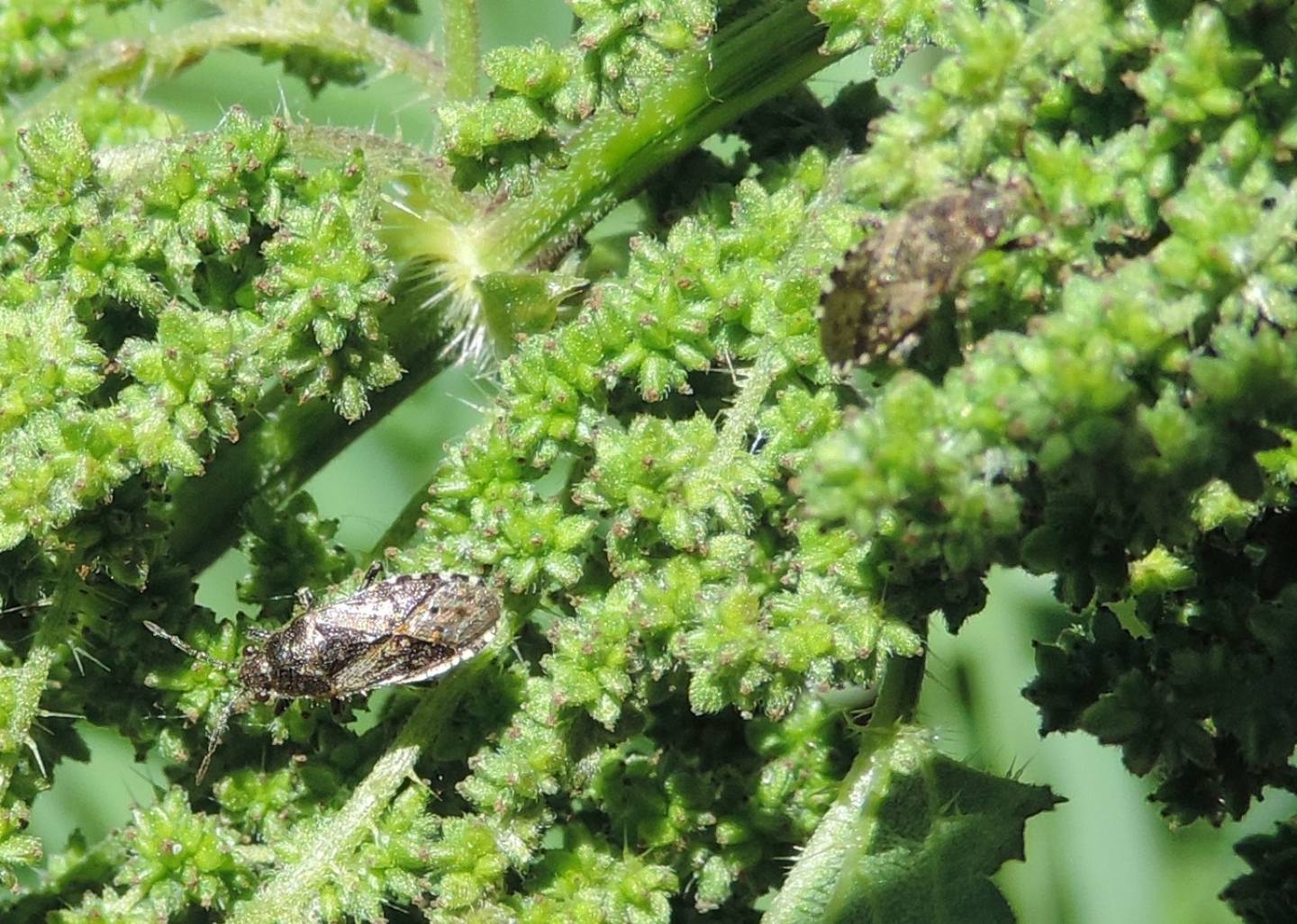 Lygaeidae?  S, Heterogaster urticae