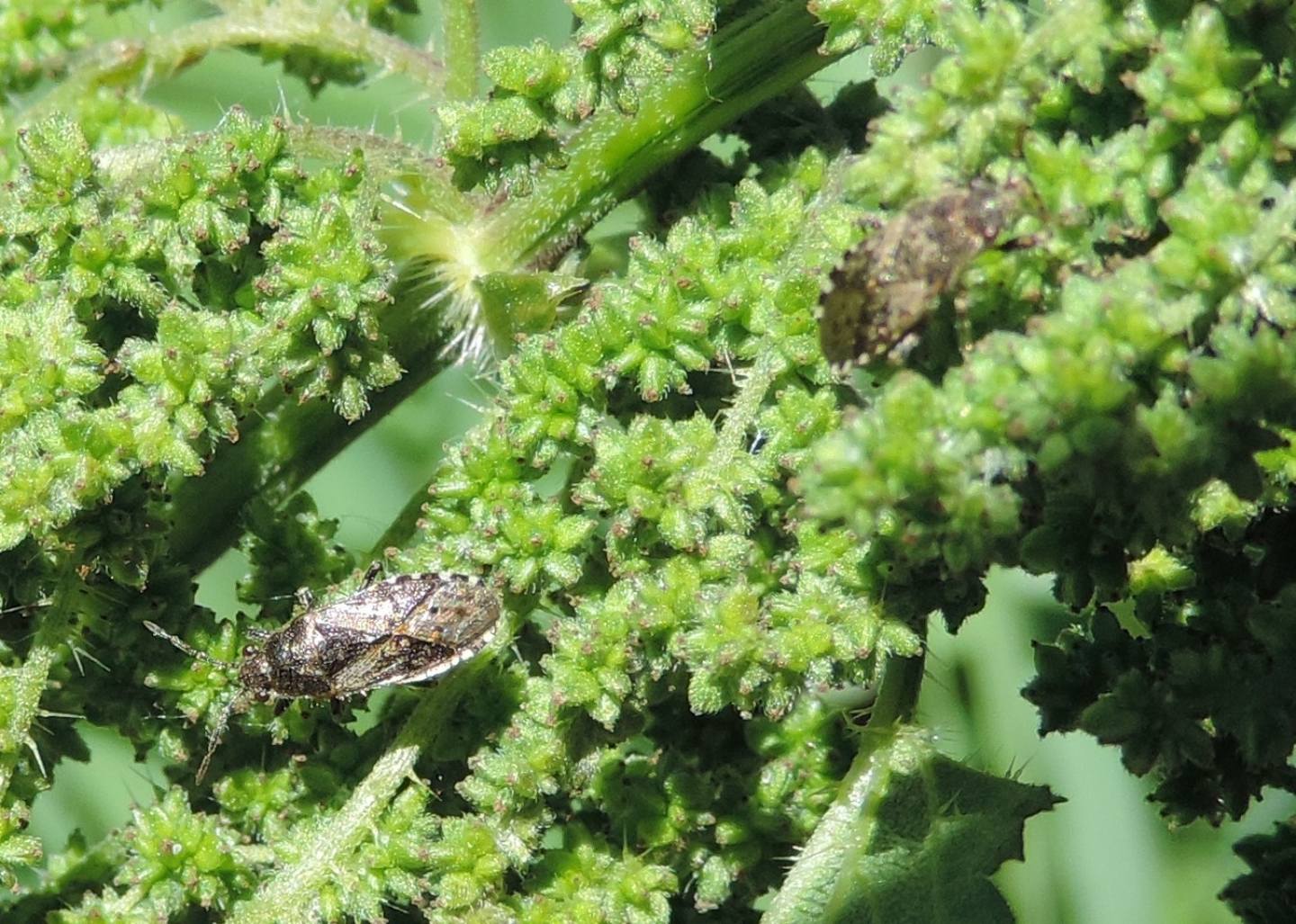 Lygaeidae?  S, Heterogaster urticae