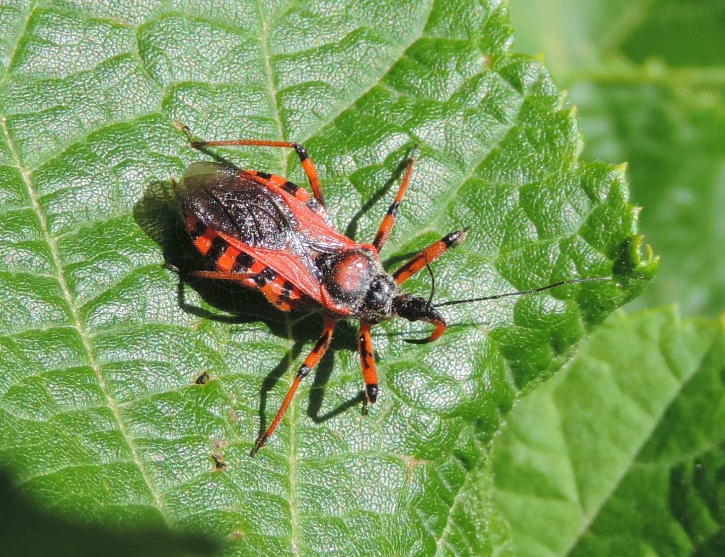 Quale Rhynocoris? Rhynocoris cfr. iracundus