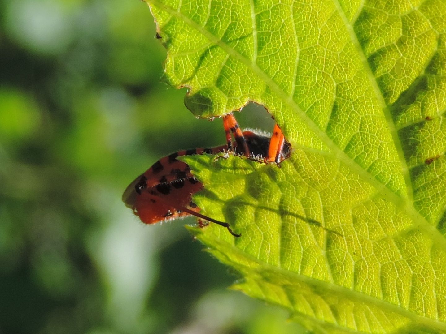 Quale Rhynocoris? Rhynocoris cfr. iracundus