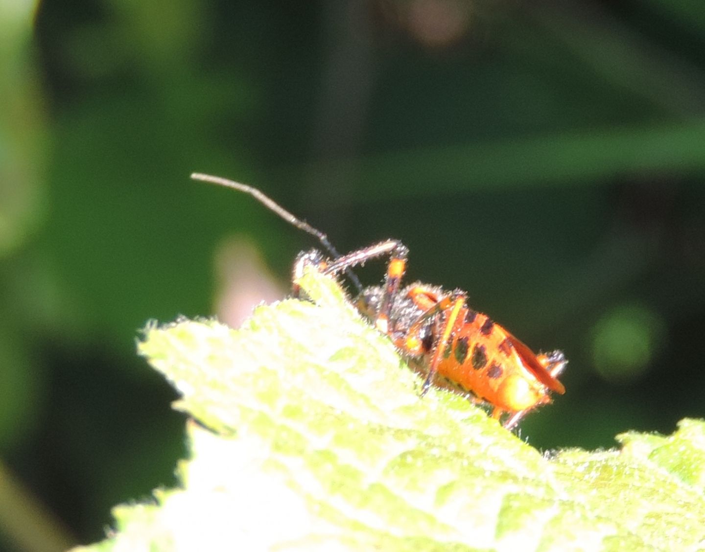 Quale Rhynocoris? Rhynocoris cfr. iracundus