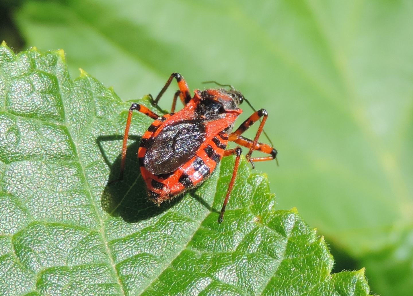 Quale Rhynocoris? Rhynocoris cfr. iracundus