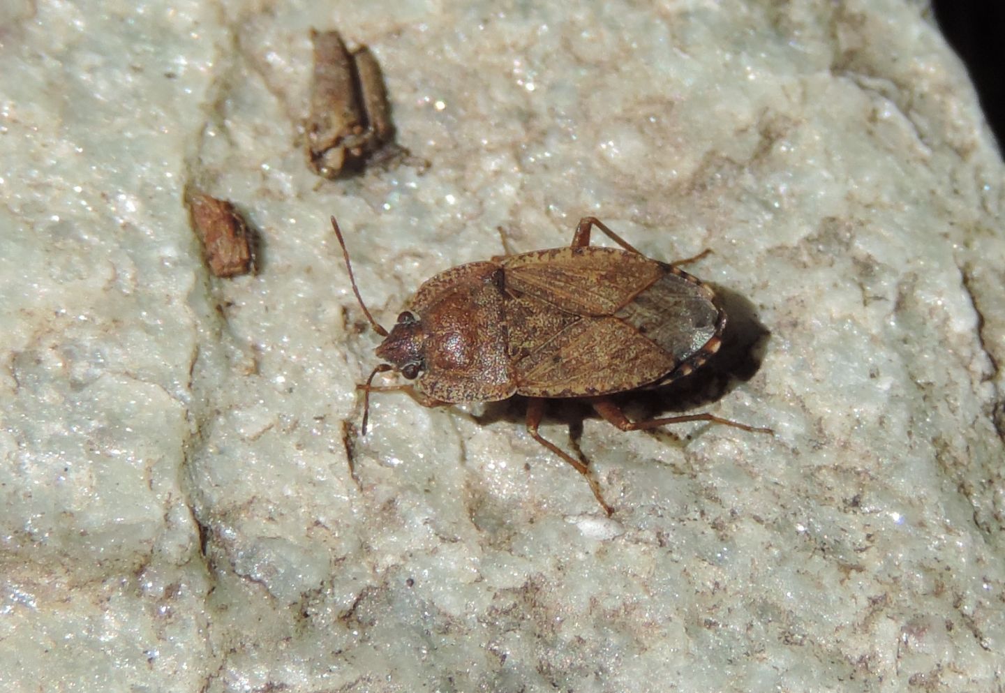 Lygaeidae: Emblethis sp.