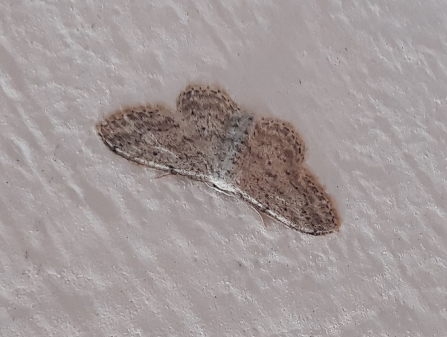 Geometridae: Idaea seriata? S� !