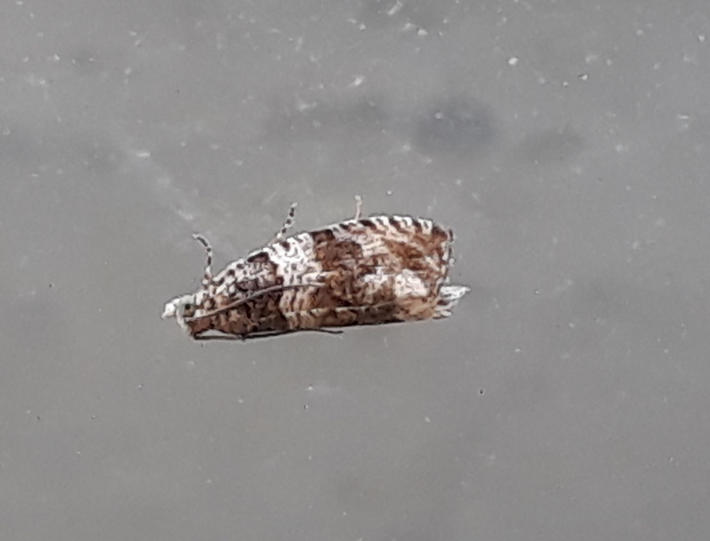 Tortricidae: Celypha sp.