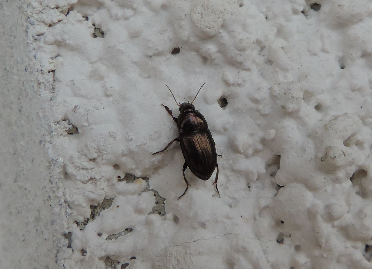 Carabidae: Amara aenea?  S !