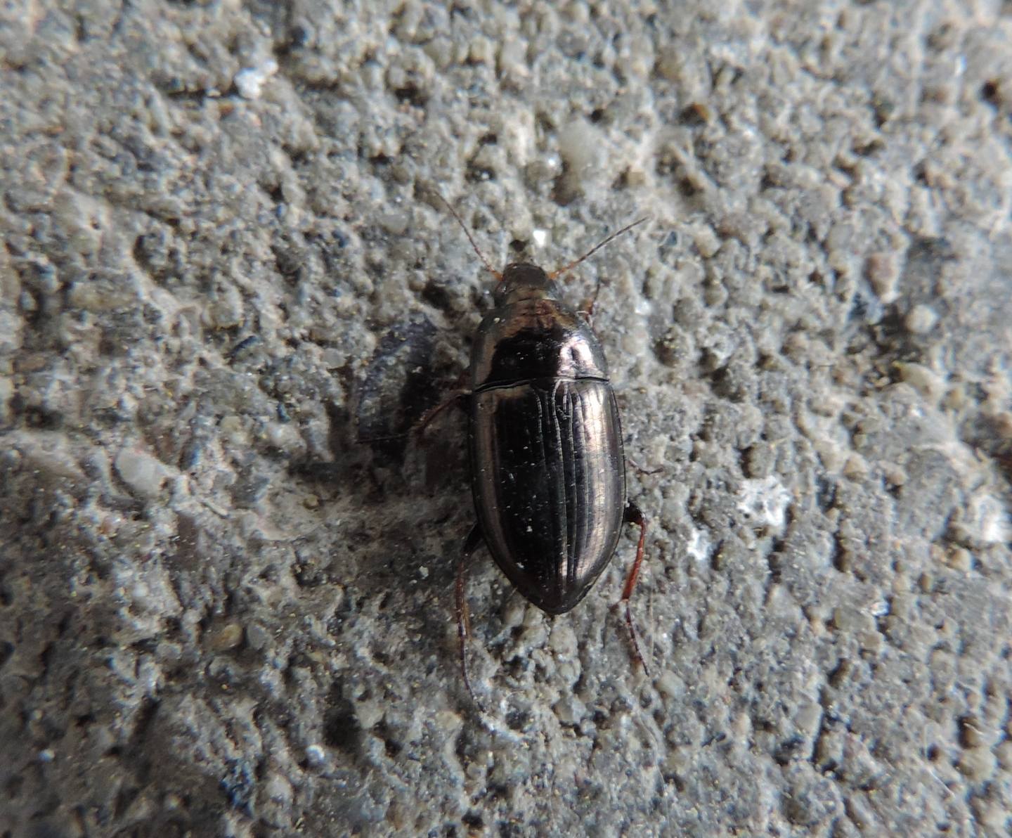 Carabidae: Amara aenea?  S !