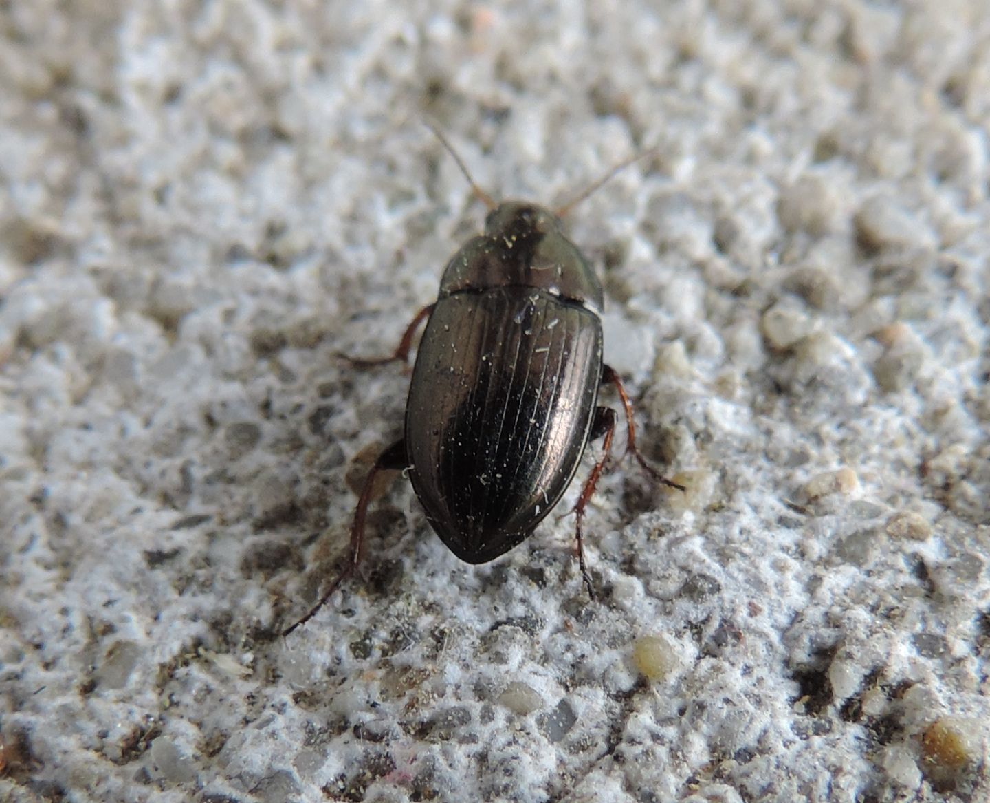 Carabidae: Amara aenea?  S !