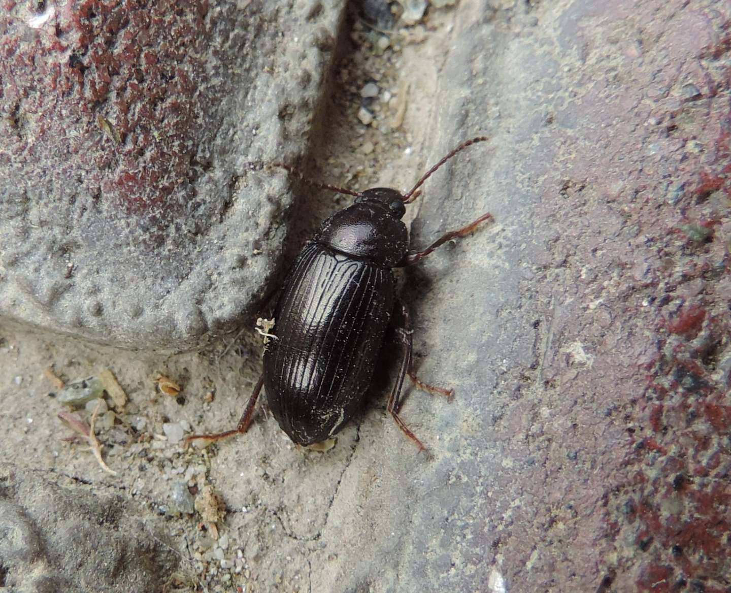 Tenebrionidae: Nalassus? S. Nalassus dermestoides o N. dryadophilus, maschio.