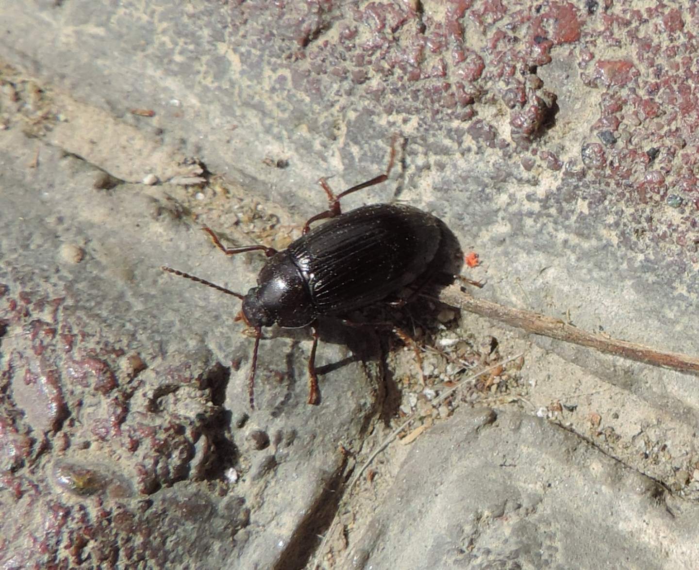 Tenebrionidae: Nalassus? S. Nalassus dermestoides o N. dryadophilus, maschio.