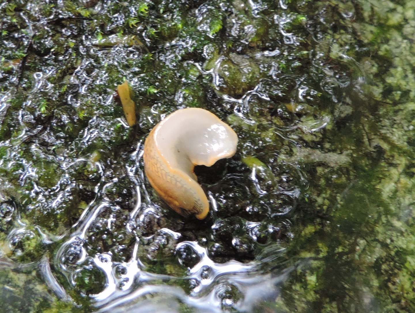 Limacidae da identificare - Arion cf. subfuscus