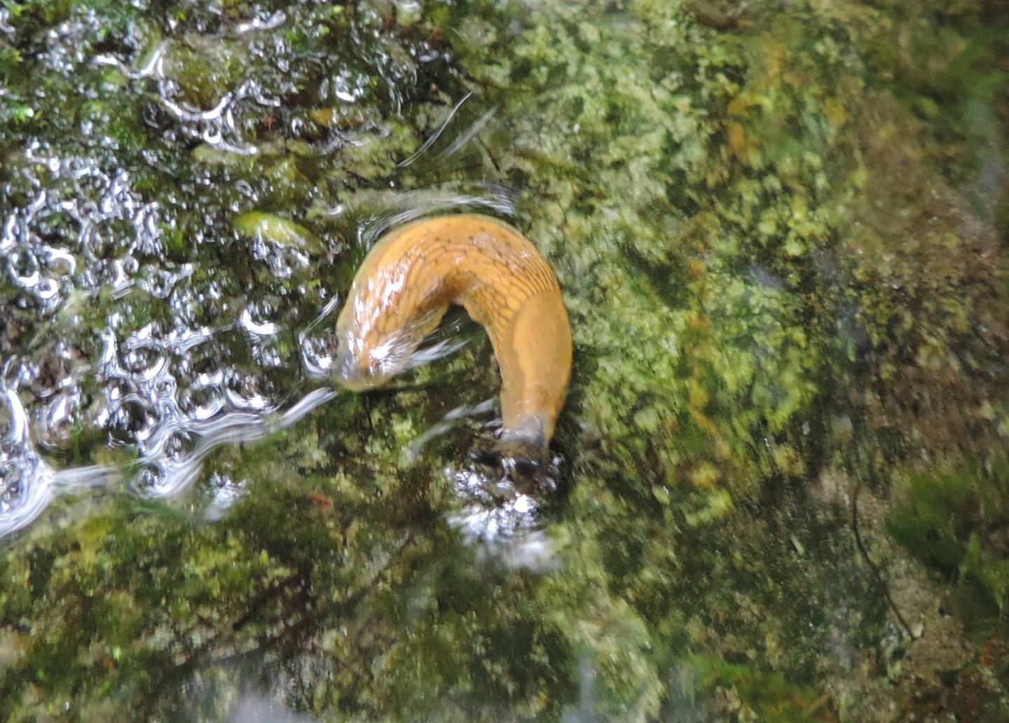 Limacidae da identificare - Arion cf. subfuscus