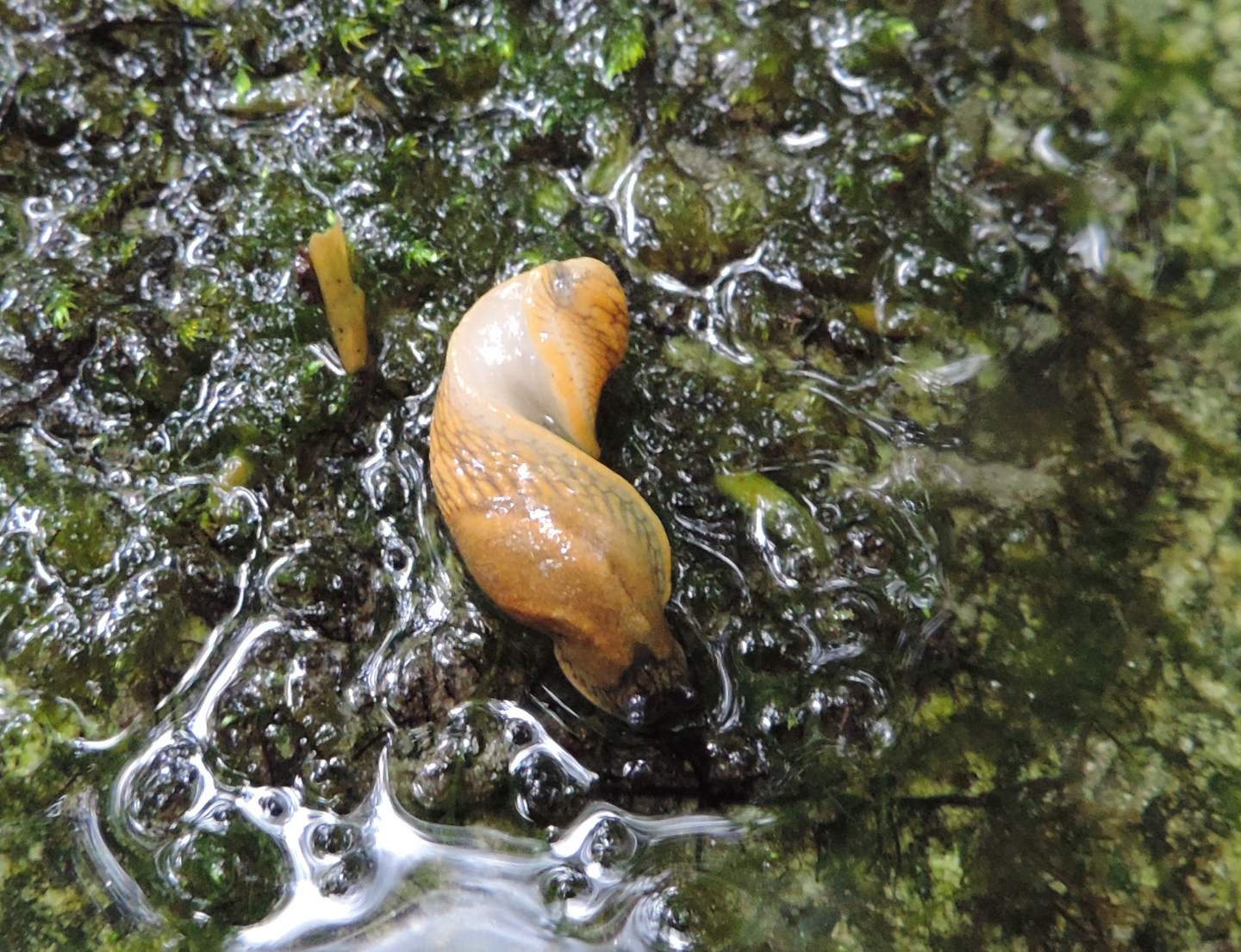 Limacidae da identificare - Arion cf. subfuscus