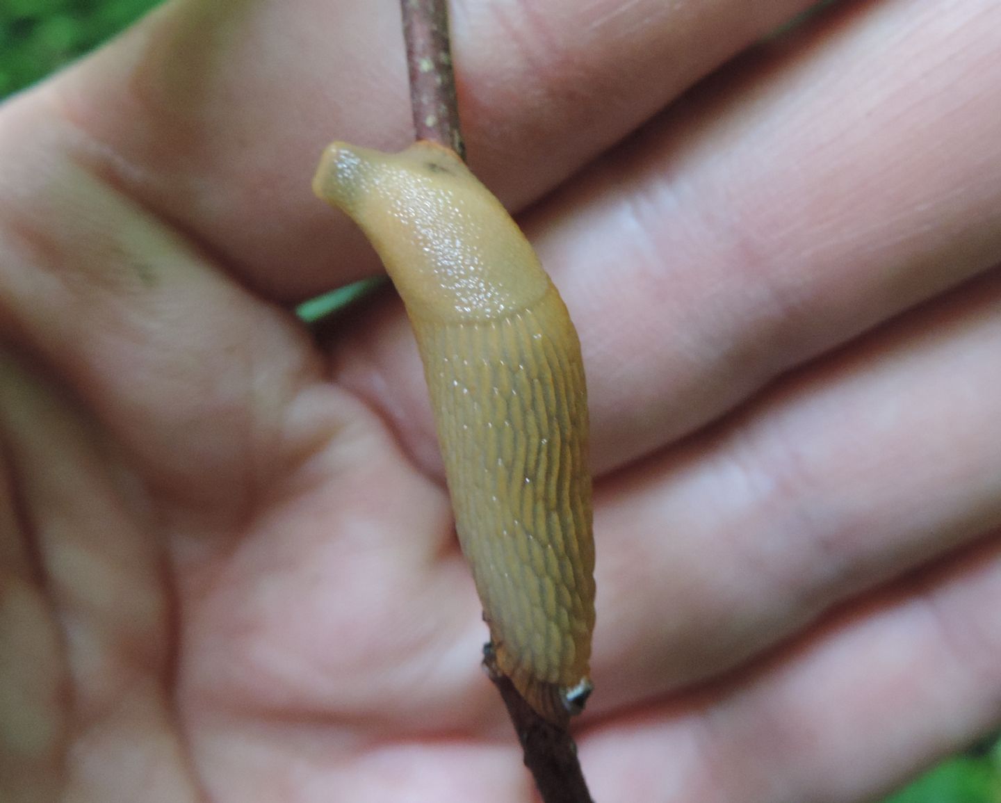 Limacidae da identificare - Arion cf. subfuscus