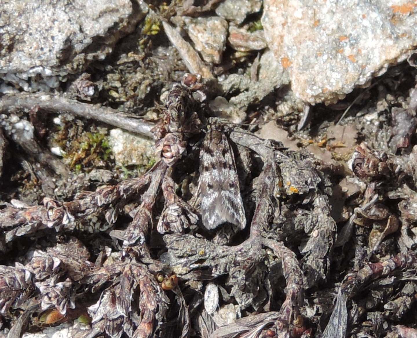 Pyralidae?