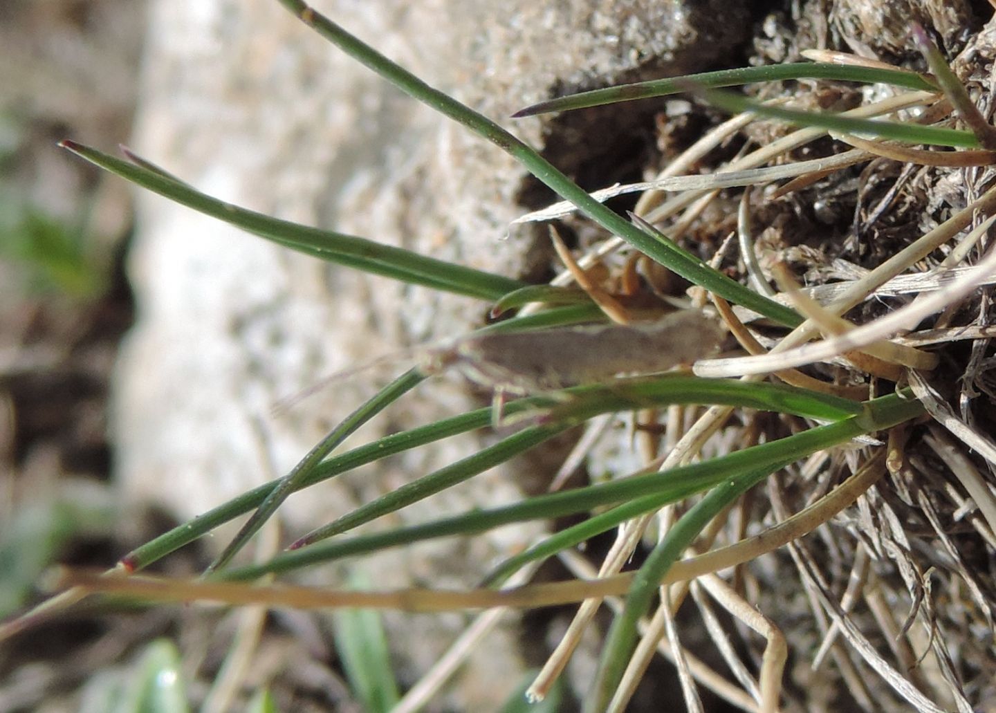 Plutellidae?