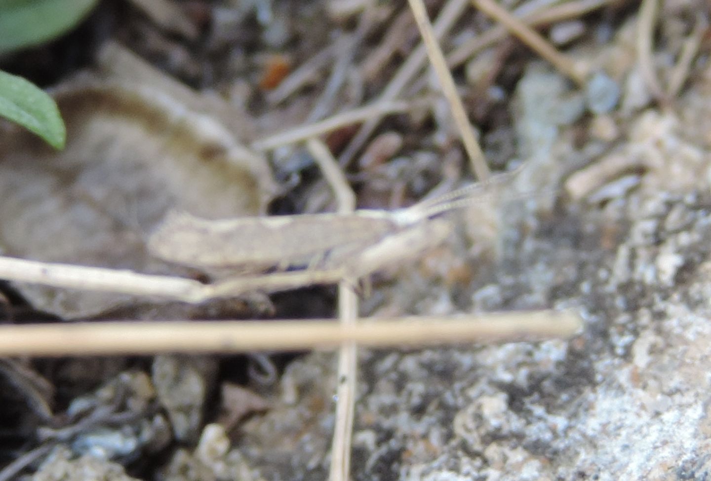 Plutellidae?