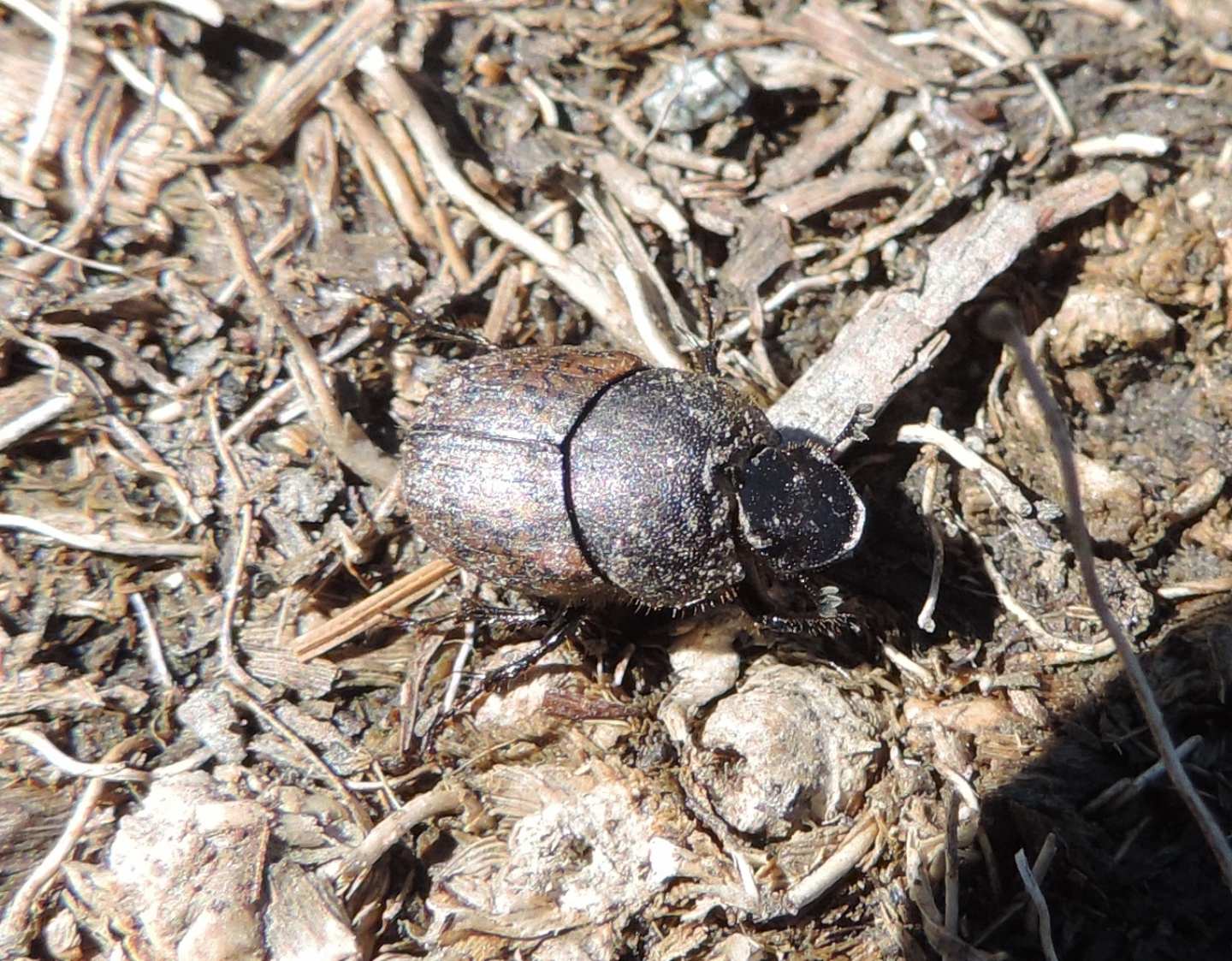 Scarabaeidae: Onthophagus fracticornis? Sì, maschio.