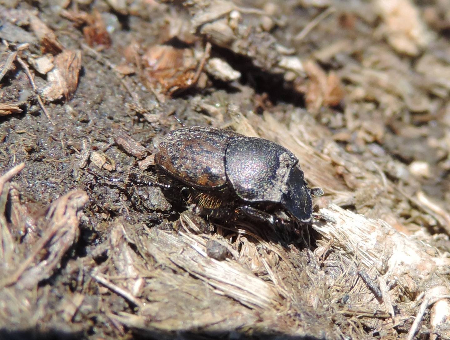 Scarabaeidae: Onthophagus fracticornis? Sì, maschio.