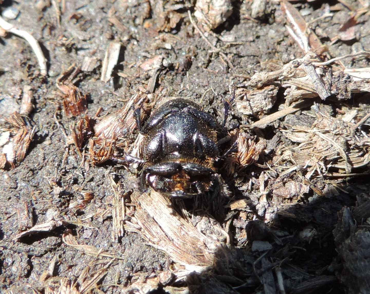 Scarabaeidae: Onthophagus fracticornis? Sì, maschio.