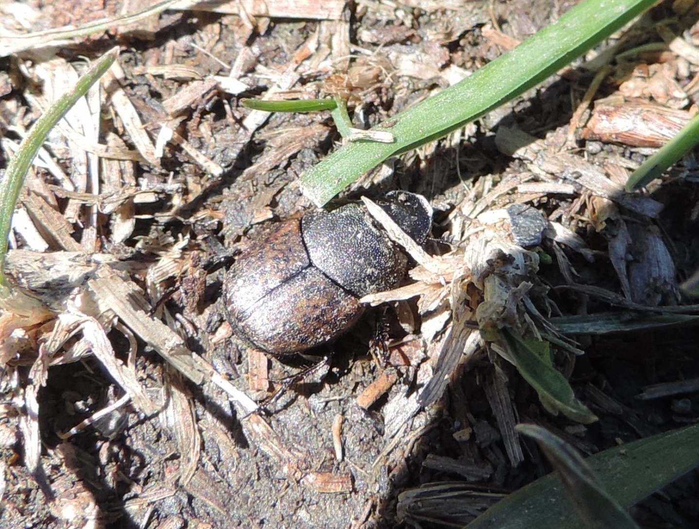 Scarabaeidae: Onthophagus fracticornis? S, maschio.