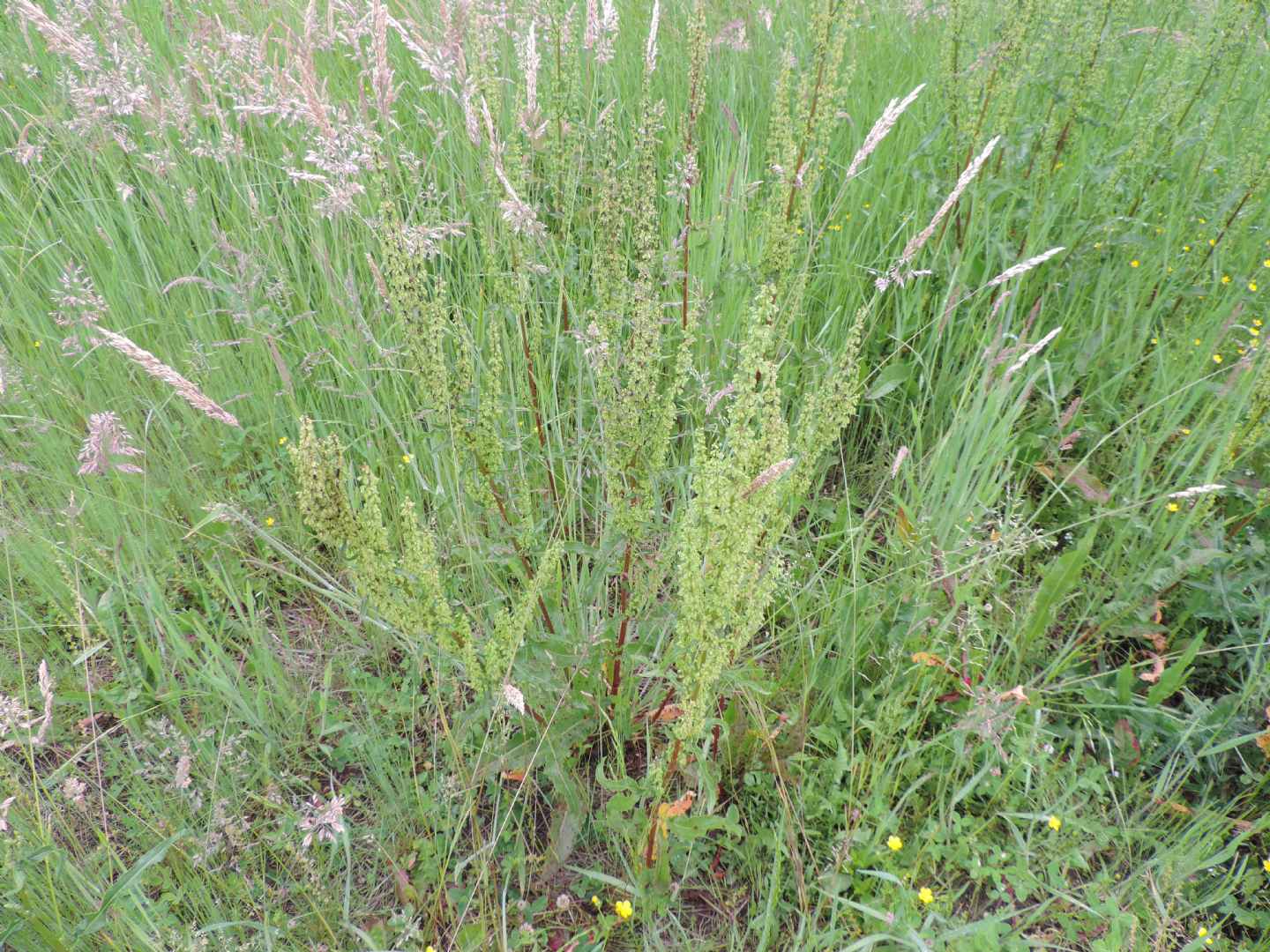 Rumex cfr.crispus