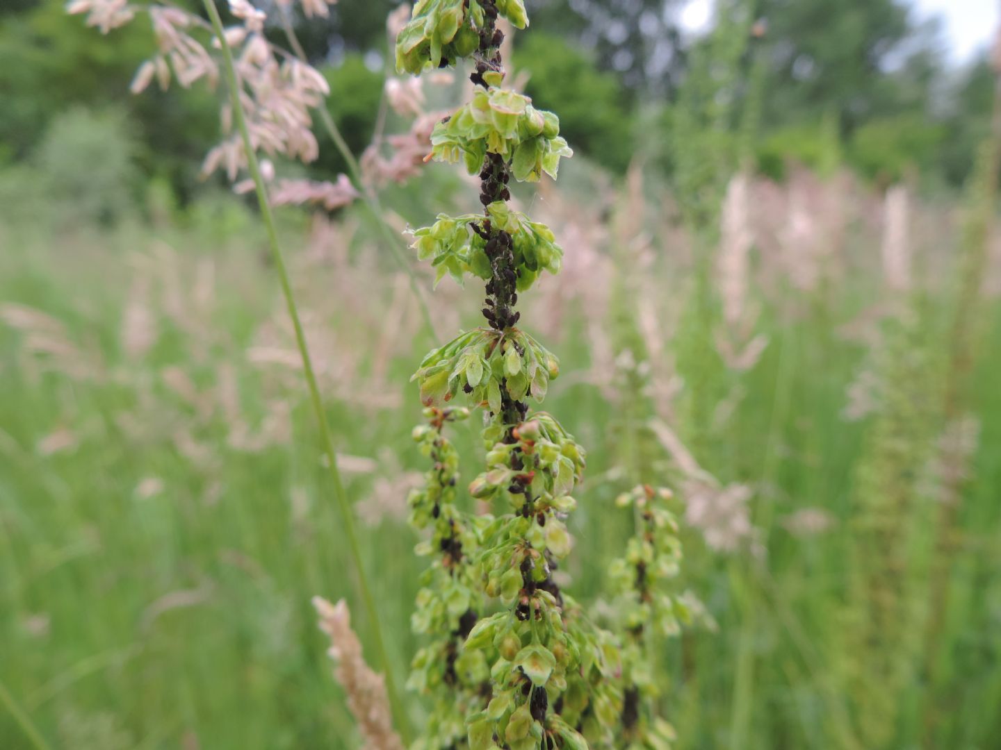 Rumex cfr.crispus
